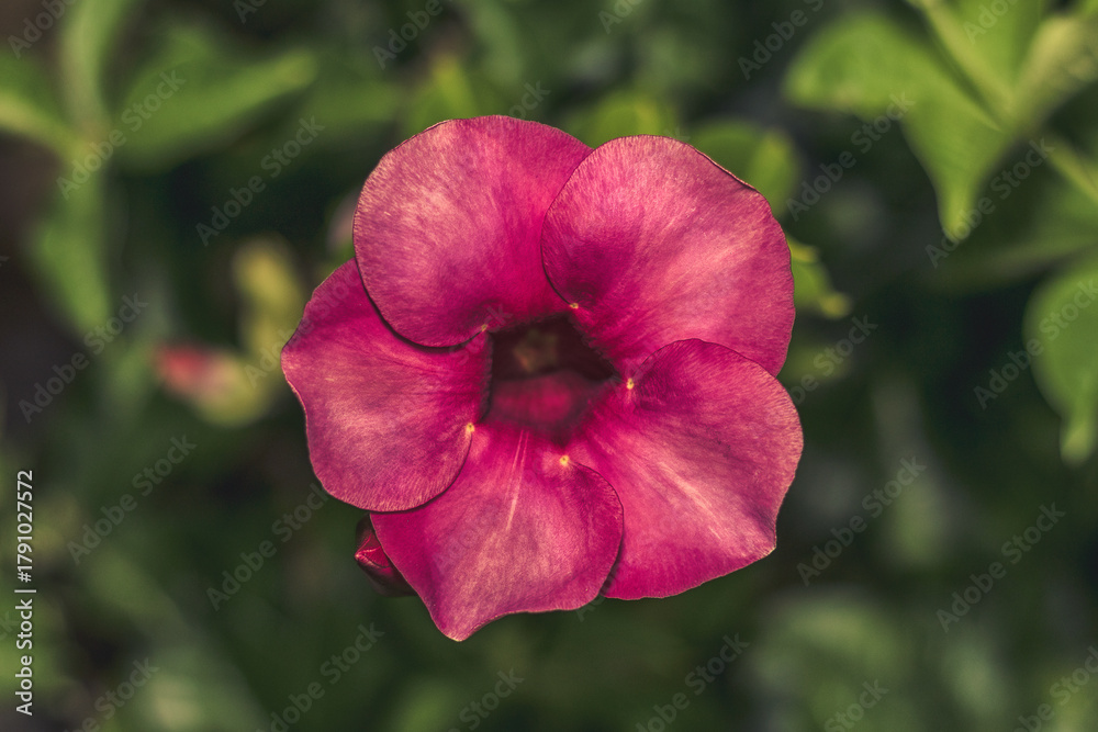 Fototapeta premium Close-up of a pink tropical flower with soft texture and natural light