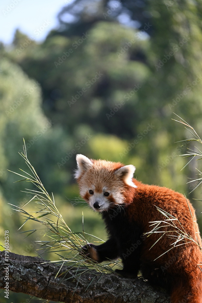 Fototapeta premium red panda saying hii
