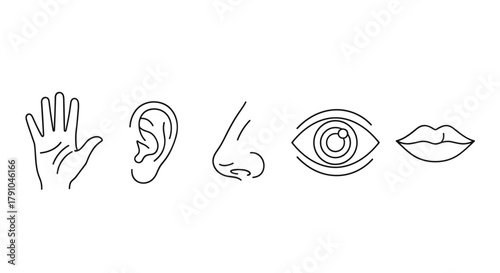 Five human senses line art illustration hand, ear, nose, eye and mouth representing touch, hearing, smell, sight and taste in a simple design