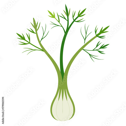 Stylized illustration of a fresh fennel bulb with feathery greens