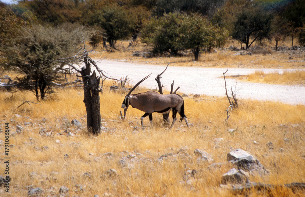 Fototapeta premium Gemsbok, Oryx gazella, in the Etoscha National Park