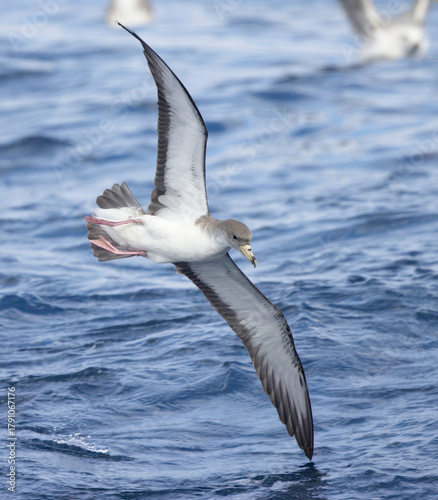 Scopoli's shearwater