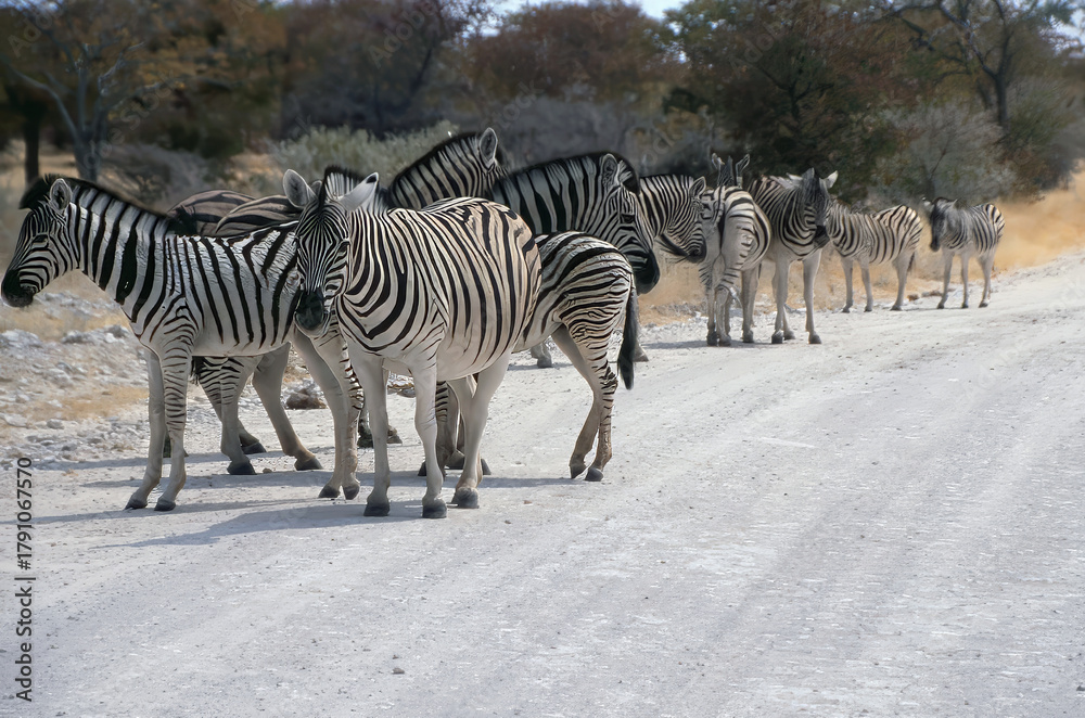 Obraz premium Burchell's zebras, Equus quagga burchellii, in the Etoscha National Park