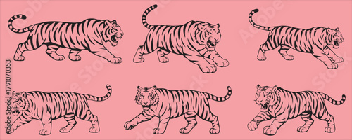 Schilderij op canvas Tiger poses vector collection, roaring and walking tiger illustrations in black