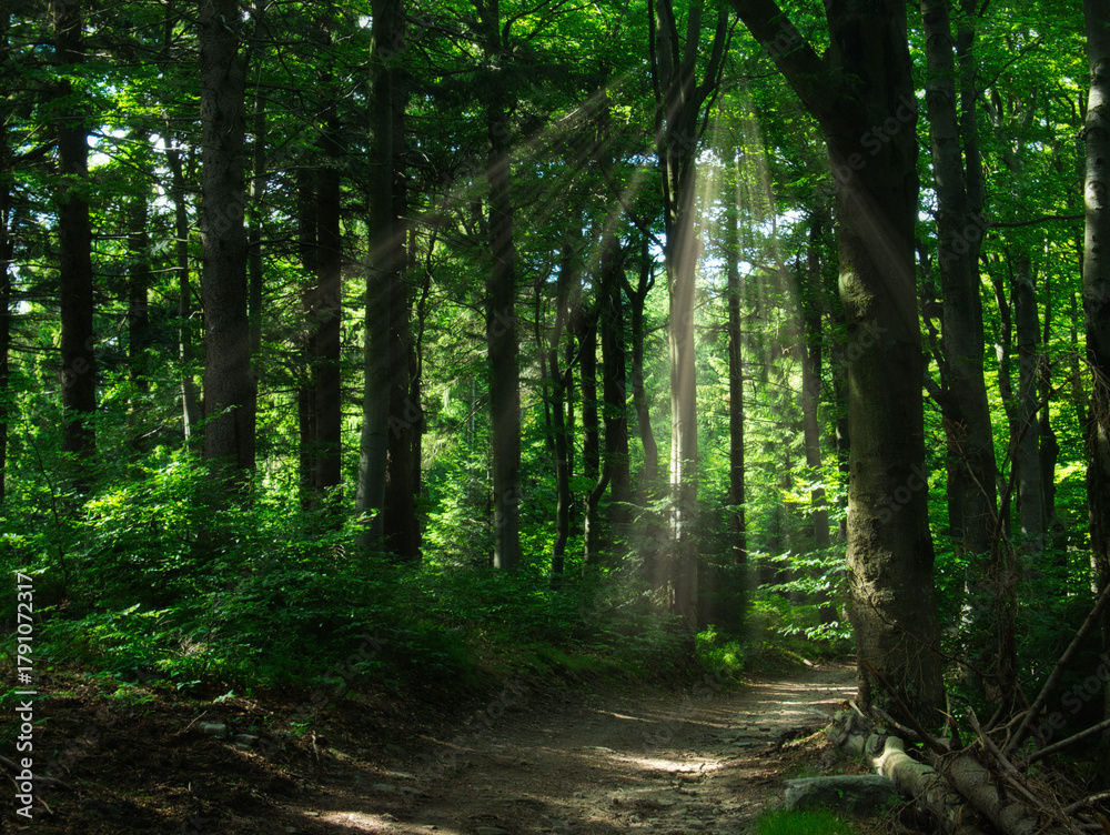 Obraz premium Mountain forest in the Beskydy mountains on a summer day
