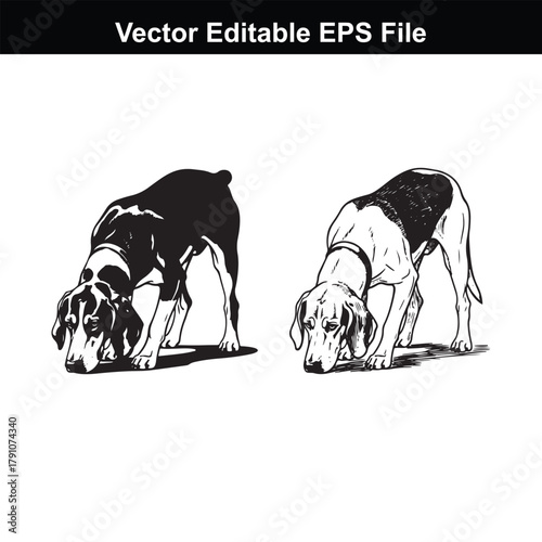 Two beagle dogs sniffing the ground, one in black and white, the other in silhouette