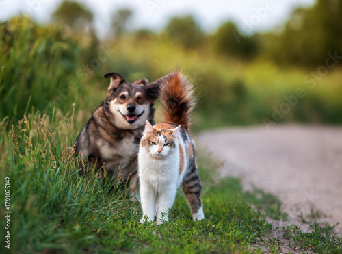 two cute furry friends a cat and a dog walking nearby on a summer sunny meado...