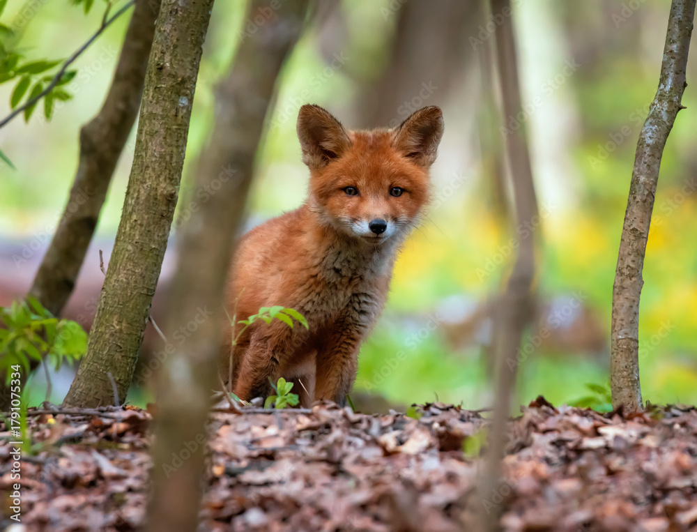 Fototapeta premium A cute red fox cub sits in the forest on a spring day and peeks out from behind the branches