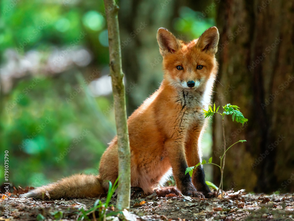 Fototapeta premium A small cute red fox cub sits in the forest on a spring day and peeks out from behind the branches