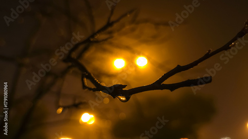 Fototapeta Naklejka Na Ścianę i Meble -  A small branch with a budding tip and delicate web glimmers against distant street lights, forming a quiet, introspective night scene with subtle depth and natural stillness.