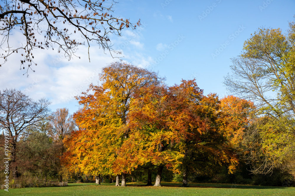 Fototapeta premium A stroll through the English garden in Munich