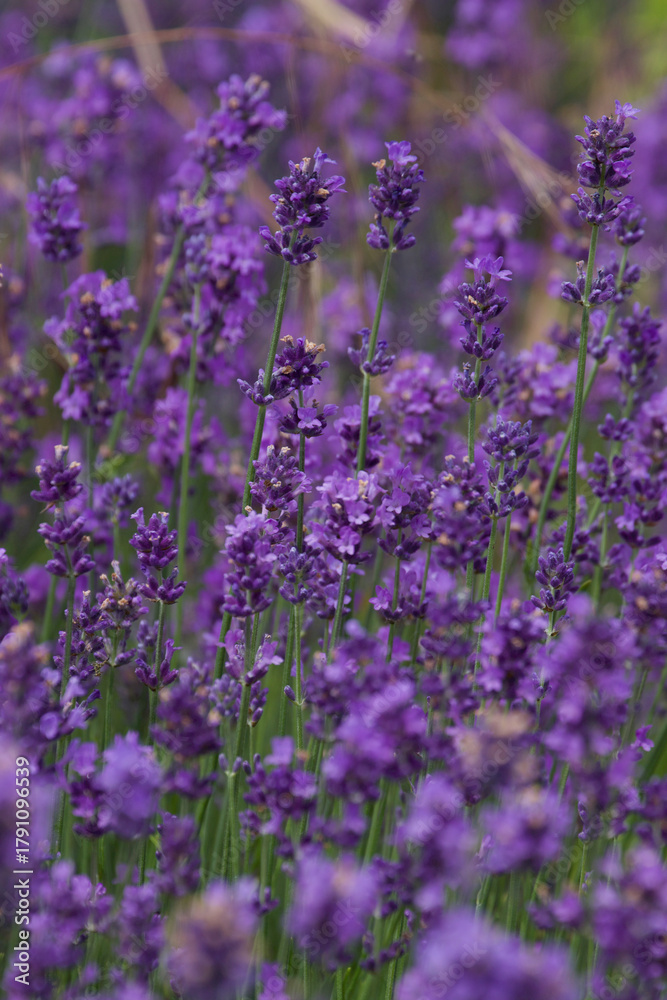 Fototapeta premium lavender field 
