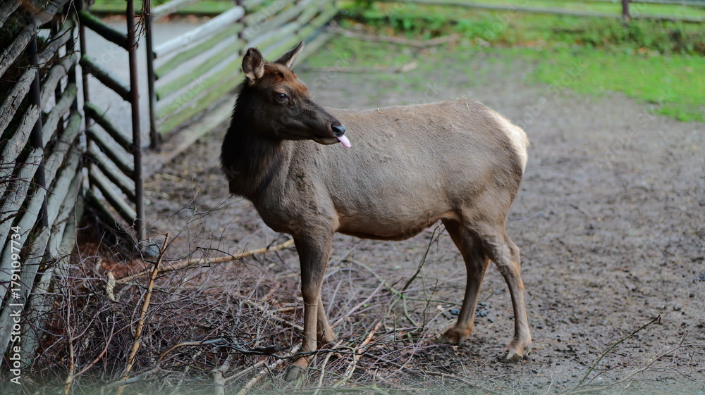 Fototapeta premium Young elk sticking out tongue near wooden fence. Wildlife portrait. Forest animal. Nature scene. Perfect for wildlife education materials