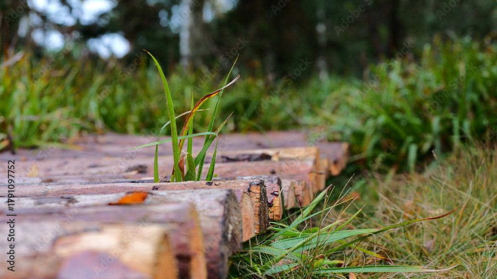 Obraz premium Green grass sprout emerging from wooden planks. Symbol of growth resilience nature. Perfect for gardening backgrounds hope themes spring concepts