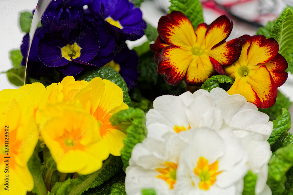 Fototapeta premium Potted Pansies Blooming in Spring Garden Showcase Colorful Flower Variety