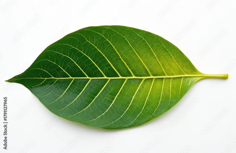 Obraz premium Green leaf isolated on white background. Botanical close up view of textured banyan plant foliage. Fresh tree branch in bright light. Natural vibrant pattern of organic summer herb. Medicine plant