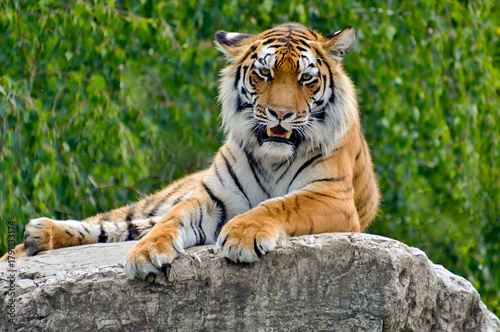 Wall Mural Majestic Tiger Resting on a Rock with Green Foliage