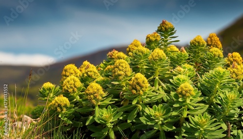 Rhodiola Rosea A Robust Evergreen Plant Often Referred To As Golden Root Or Pink Root