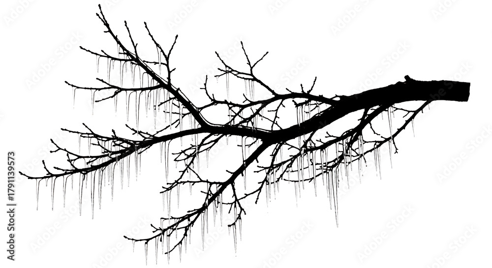 Fototapeta premium Bare tree branch silhouette with icicles on transparent background winter concept