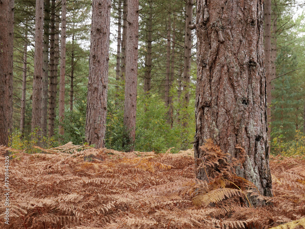 Obraz premium Trees in woodland forest in autumn