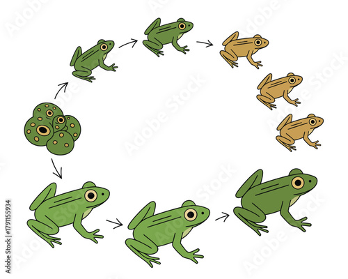 Frog life cycle stages development: egg, tadpole, amphibian