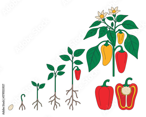 Bell pepper plant life cycle illustration depicting growth stages