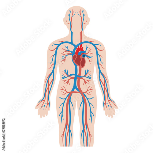 Human circulatory system diagram: heart, arteries, veins, anatomy