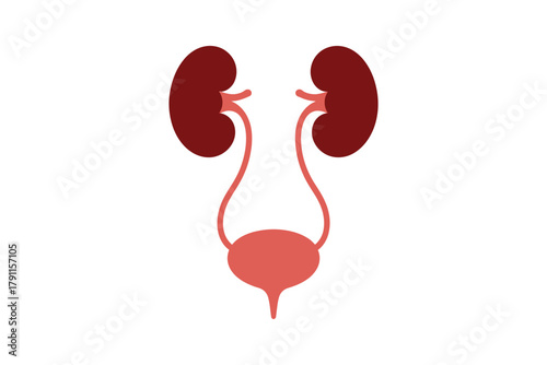 Human kidney and bladder anatomy with ureters medical diagram