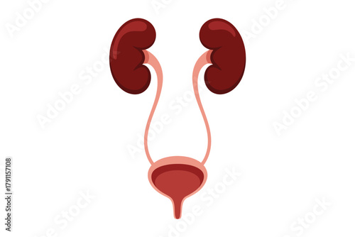 Human urinary system anatomy with kidneys, bladder, and ureters