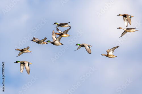 Foto 飛翔するヨシガモの群れ