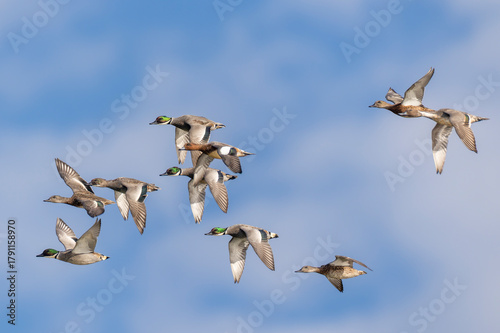 Fotografía 飛翔するヨシガモの群れ