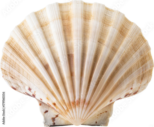 바다-조개-가리비-쉘-조개껍질-조개껍데기-배경제거