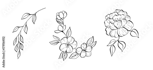 Vector delicate peony, tulip, begonia, aster, eustoma, rosehip, apple blossom with leaves. Hand painted linear contour flower. Graphic clipart isolated. Botanical, tattoo and wedding illustration. For