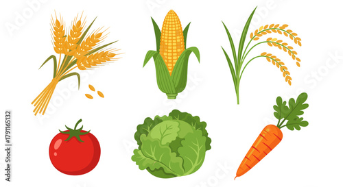Illustration of wheat corn rice tomato cabbage and carrot crops