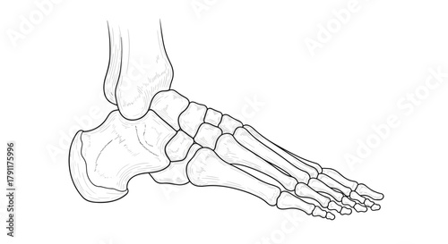 Illustration of the human foot skeleton bones in white color art