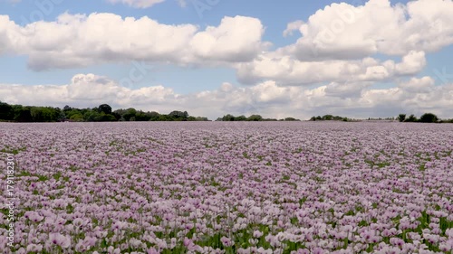 Wallpaper Mural Time lapse video clip of clouds moving over a field of flowers pink poppies  Torontodigital.ca