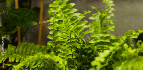 Close-Up Green Fern Fronds Indoor Tropical Plant Arrangement