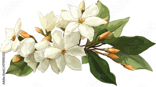 Exquisite Jasmine Plant with Fragrant White Flowers for Stunning Botanical Display