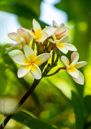 Une tête de Fleurs de Frangipanier  jaune et blanche - Plumeria