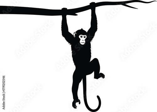 Papier peint Monkey hanging silhouette, tree branch vector, wildlife icon, jungle animal, pla