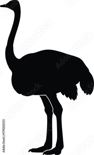 Ostrich silhouette illustration, flightless bird vector, wildlife icon, black artwork, animal anatomy, nature design, safari species, educational concept