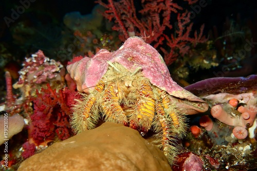 Aniculus Maximus Hairy Orange Hermit Crab in a pink shell on a colorful coral reef in Alor, Indonesia     