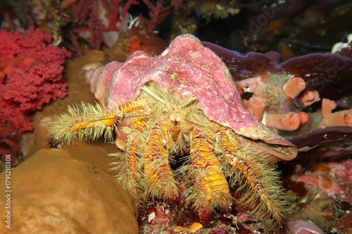 Hairy Orange Hermit Crab (Aniculus maximus) in a pink shell crawling on a coral   