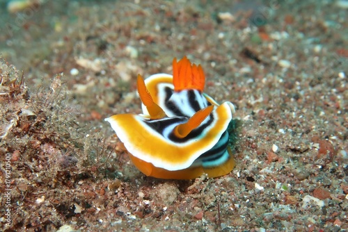 chromodoris magnifica quadricolor nudibranch close-up on sand in Alor, Indonesia     
