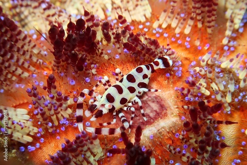 Coleman Shrimp (Periclimenes colemani) camouflaged on a sea urchin in Alor, Indonesia