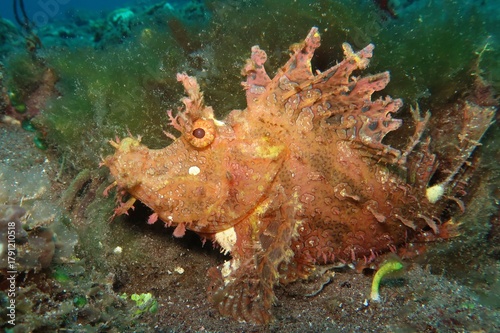 orange weedy scorpionfish (Rhinopias Frondosa) camouflaged in algae close-up  