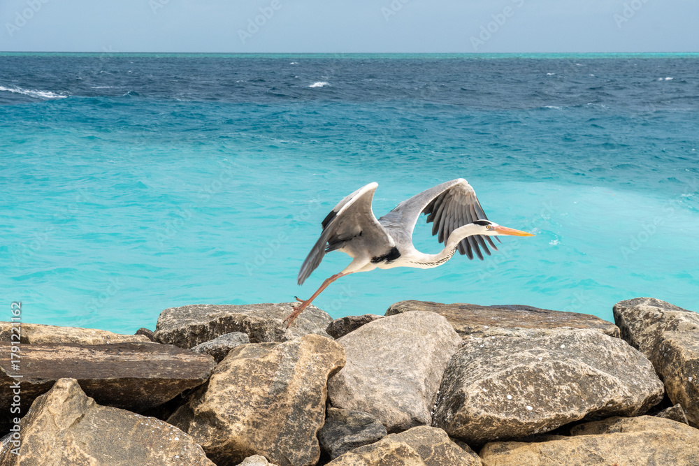 Fototapeta premium heron on the beach in the Maldive