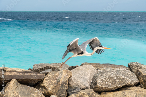 Fototapeta Naklejka Na Ścianę i Meble -  heron on the beach in the Maldive