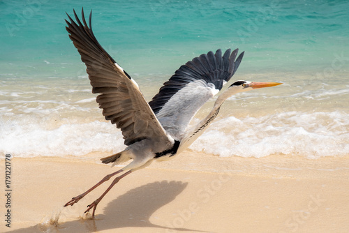 Fototapeta Naklejka Na Ścianę i Meble -  heron on the beach in the Maldive