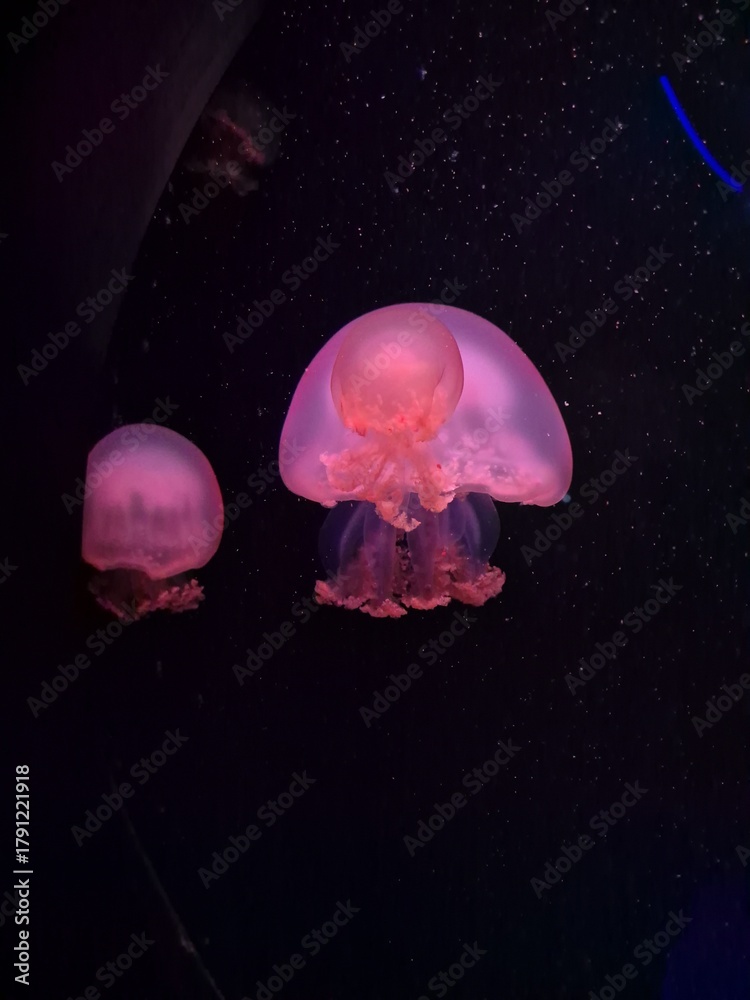 Naklejka premium jelly fish in aquarium
